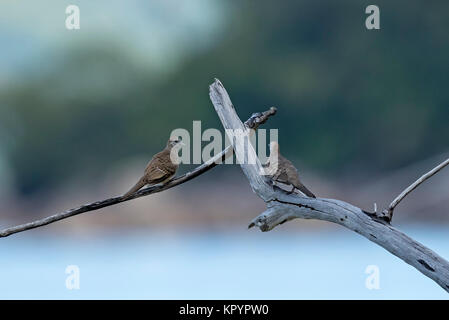 Zwei friedliche Tauben, Zebra Dove (Geopelia Striata) thront auf einem Zweig, Tauben, Tauben (Columbidae), Stockfoto