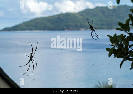 Red-legged Golden orb Web spider (inaurata Nephila madagascariensis). Palm Spinne (Nephila inaurata), (tetragnathidae), Stockfoto