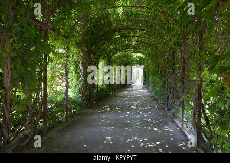 Pergola Laufsteg mit Kletterpflanzen in geheimen Gärten von Schloss Schönbrunn in Wien, Österreich, Europa Stockfoto