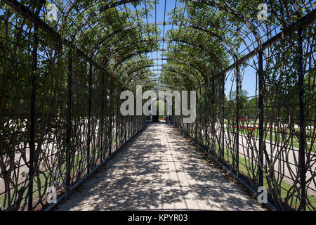 Pergola Laufsteg mit Kletterpflanzen in geheimen Gärten von Schloss Schönbrunn in Wien, Österreich, Europa Stockfoto