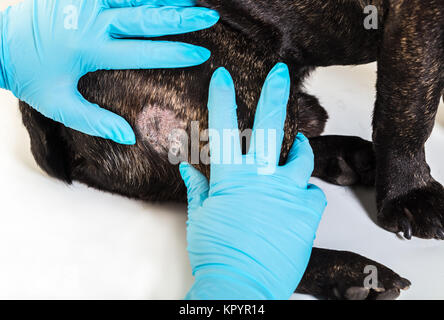 Hund Französische Bulldogge mit gefallenen Haare auf die Rezeption der Arzt Stockfoto