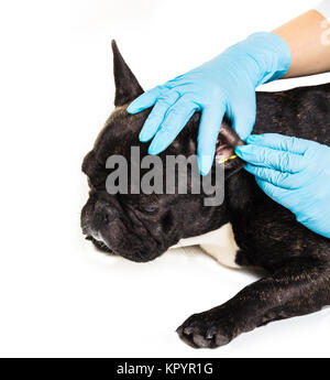 Tierklinik mit eine französische Bulldogge macht eine Reinigung Ohren Stockfoto