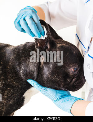 Tierklinik mit eine französische Bulldogge macht eine Reinigung Ohren Stockfoto