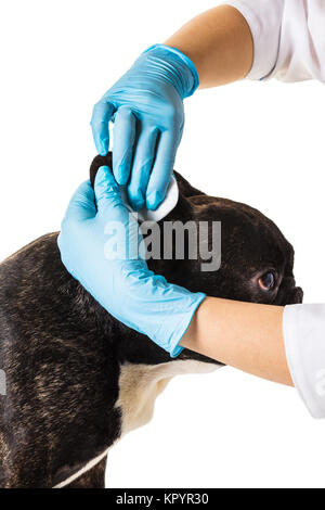 Tierklinik mit eine französische Bulldogge macht eine Reinigung Ohren Stockfoto