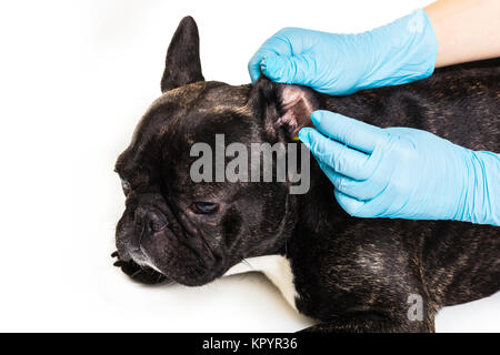 Tierklinik mit eine französische Bulldogge macht eine Reinigung Ohren Stockfoto