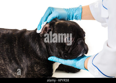 Tierklinik mit eine französische Bulldogge macht eine Reinigung Ohren Stockfoto