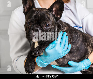 Französische Bulldogge Hund in die Hände eines Tierarztes Stockfoto