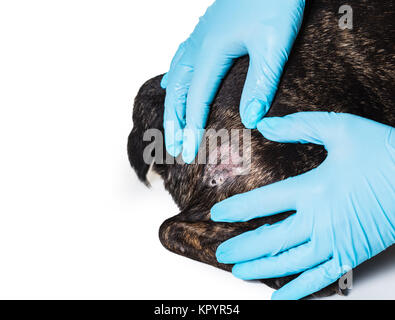 Hände in Handschuhen und kahle Haut des Hundes close-up Stockfoto