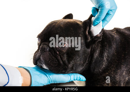 Tierklinik mit eine französische Bulldogge macht eine Reinigung Ohren Stockfoto