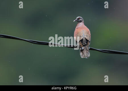 Madagaskar Turtle-Dove (Streptopelia picturata) hocken auf einem Draht in der Sonne Regen, Stockfoto