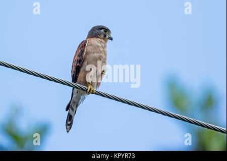 Seychellen Turmfalke (Falco araeus). Stockfoto