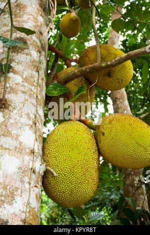 Jackfruit Baum mit Früchten, Sri Lanka Stockfoto