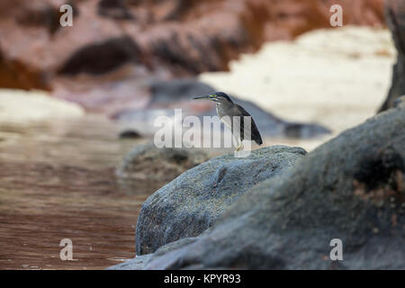 Gestreift Reiher, Green-backed Heron (Butorides striata Degens), Stockfoto