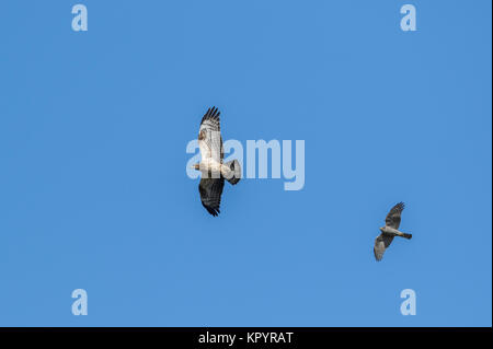 Juvenile Wespenbussard (Pernis apivorus) im Flug mit, Eurasischen Sperber (Accipiter nisus) auf Migration, Falsterbo, Schweden Stockfoto