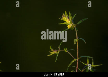 Blüte mehr Gelb - Rassel (Rhinanthus serotinus ssp. Serotinus), (Scrophulariaceae) Stockfoto