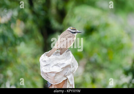 Yellow Bird, bekannt als Bem-te-vi, nur ruhend Stockfoto