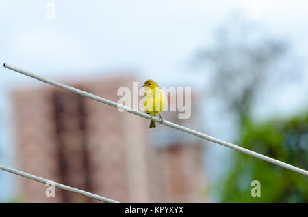 Safran Finch (Sicalis flaveola - Linnaeus) Stockfoto