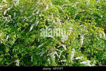 Blühende weisse Spirea Stockfoto