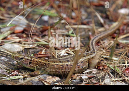 Weibliche Zauneidechse, Lacerta agilis Stockfoto