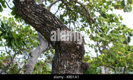 Klare und schöne Natur von Puerto Rico Stockfoto