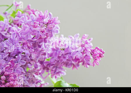 Nahaufnahme von Flieder Stockfoto