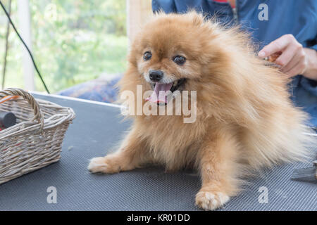 Präparierte lächelnd Pomeranian Spitz Hund Stockfoto