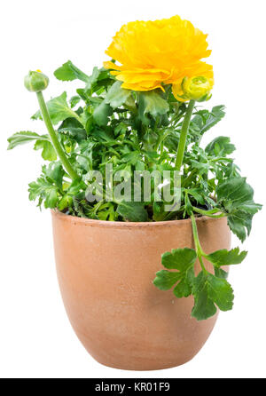 Isolierte Topfpflanzen gelb Ranunculus Blume Stockfoto