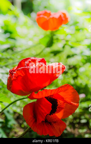 Das offenbarte roter Mohn, in der Nähe Stockfoto