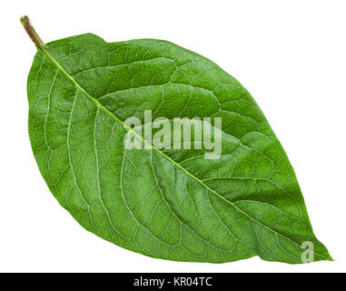 Grünes Blatt der Syringa Josikaea (ungarische Flieder) Stockfoto