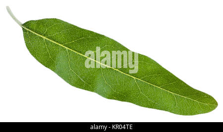 Grünes Blatt von Elaeagnus angustifolia isoliert Stockfoto