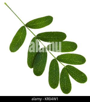 Zweig mit grünen Blättern von Caragana arborescens Stockfoto