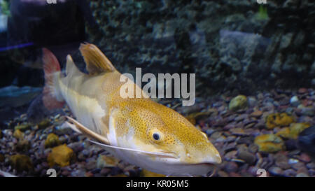 Große Fische schwimmen in einem großen Aquarium. Große Fische in einem Aquarium. Aquarium mit einer großen Vielfalt an Fischen Stockfoto