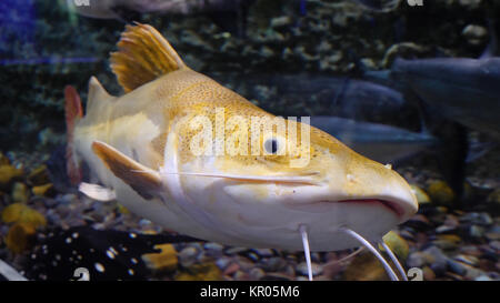 Große Fische schwimmen in einem großen Aquarium. Große Fische in einem Aquarium. Aquarium mit einer großen Vielfalt an Fischen Stockfoto