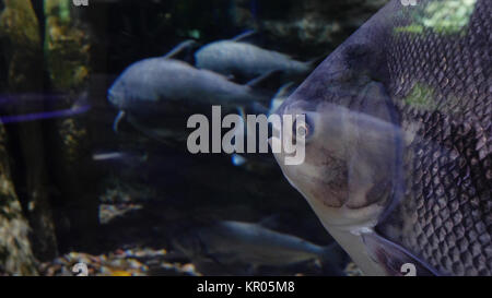 Große Fische schwimmen in einem großen Aquarium. Große Fische in einem Aquarium. Aquarium mit einer großen Vielfalt an Fischen Stockfoto