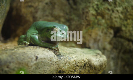 Green Tree Frog schlafen auf dem Stein. Frog schlafen in einem Aquarium am Zoo, der Frosch demütig schlafen Stockfoto