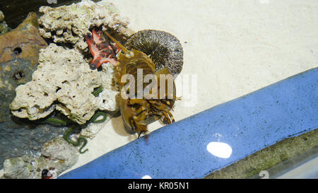 Horseshoe crab die Ältesten prähistorischen Kreatur in der Welt im Aquarium. In der Apotheke, weil blaues Blut verwendet. Horseshoe crab im Aquarium. Ein xiphosura in einem Aquarium Stockfoto