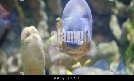 Bunten tropischen Fischen an der Kamera im Aquarium. Fisch in die Kamera im Aquarium suchen Stockfoto