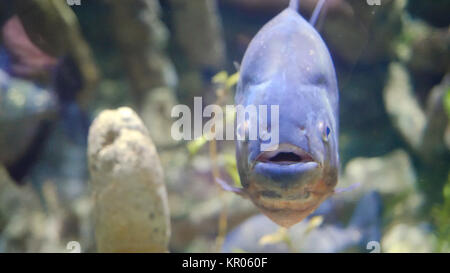 Bunten tropischen Fischen an der Kamera im Aquarium. Fisch in die Kamera im Aquarium suchen Stockfoto