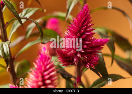 Celosia Argentea Cristata closeup Foto Stockfoto