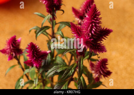 Celosia Argentea Cristata Pflanze Foto Stockfoto