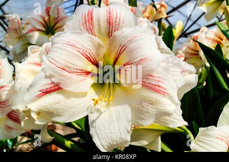 Große Trompete wie Weiß mit einem Hauch von rosa Amaryllis Blüten. Stockfoto