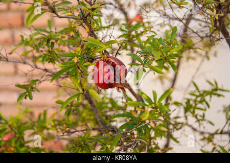 Ein reifer Granatapfel im Baum unter den grünen Blättern. Das Symbol von Granada leben. Stockfoto