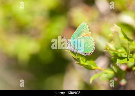 Green hairstreak - callophrys Rubi Stockfoto