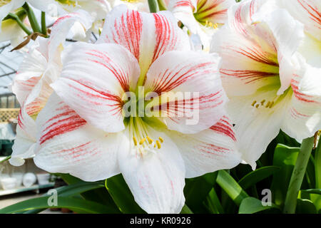 Große Trompete wie Weiß mit einem Hauch von rosa Amaryllis Blüten. Stockfoto