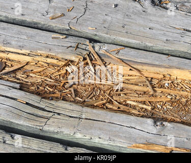 Verrottendes Holz am Boardwalk Pfad in Reparatur Stockfoto