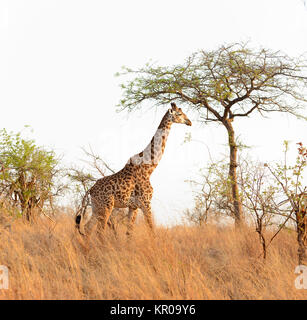 Nahaufnahme der Masai Giraffe (Wissenschaftlicher Name: Giraffa Camelopardalis tippelskirchi oder "Twiga' in Swaheli) n der Tarangire Nationalpark, Tansania Stockfoto