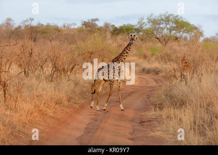 Nahaufnahme der Masai Giraffe (Wissenschaftlicher Name: Giraffa Camelopardalis tippelskirchi oder "Twiga' in Swaheli) n der Tarangire Nationalpark, Tansania Stockfoto