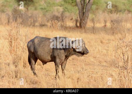 Nahaufnahme von Buffalo (Wissenschaftlicher Name: Syncerus Caffer oder 'Nyati oder Mbogo" in Swaheli) in den Tarangire Nationalpark, Tansania Stockfoto