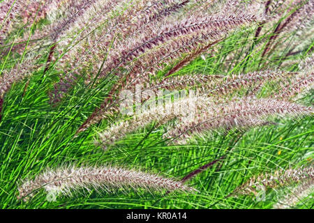 Brunnen GRAS - ein dekorativer Rasen und Garten Favoriten Stockfoto