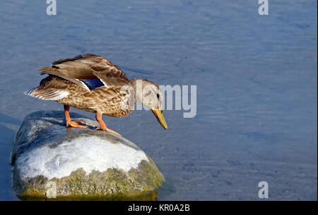 Stockente stehen auf großen Felsen und mit Blick auf die Flanke am Wasser. Sollte ich gehen? Stockfoto